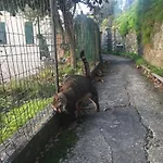 Bed and breakfast Rosse Camogli