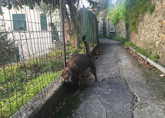 Bed & Breakfast Rosse Camogli