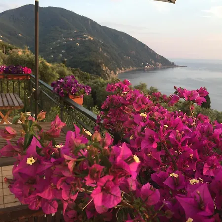 Rosse Camogli
